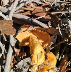 Cortinarius sp. at Captains Flat, NSW - 28 May 2025 01:13 PM