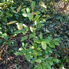 Endiandra muelleri subsp. muelleri at Pappinbarra, NSW - 28 May 2025 by jonvanbeest