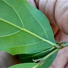 Unverified at suppressed - suppressed