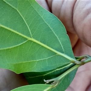 Unverified at suppressed - suppressed