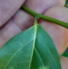 Unverified at suppressed - suppressed