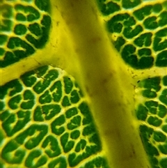 Unverified at suppressed - suppressed