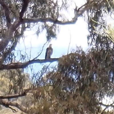 Haliaeetus leucogaster (White-bellied Sea-Eagle) at Fullerton, NSW - 29 Dec 2017 by TwoRivers