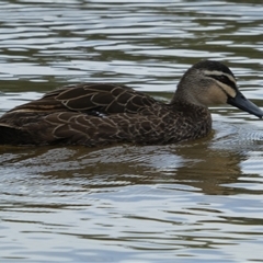 Anas superciliosa at Ballyroe, NSW - suppressed