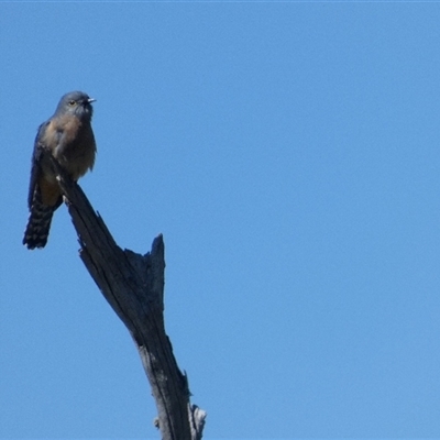 Cacomantis flabelliformis (Fan-tailed Cuckoo) at Ballyroe, NSW - 14 Oct 2018 by TwoRivers