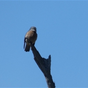 Cacomantis flabelliformis at Ballyroe, NSW - suppressed
