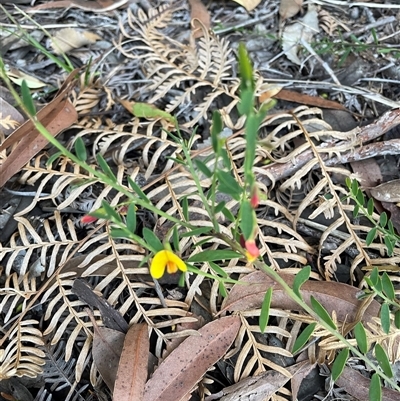 Bossiaea heterophylla at Dunbogan, NSW - 28 May 2025 by LPW