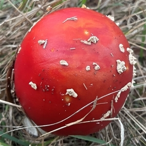 Unverified Cap on a stem; gills below cap [mushrooms or mushroom-like] at Yarralumla, ACT - Today by Jennybach