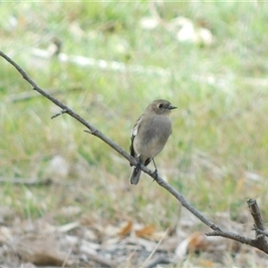 Unverified Small (Robin, Finch, Thornbill etc) at Symonston, ACT - 26 May 2025 by CallumBraeRuralProperty