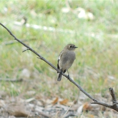 Petroica phoenicea (Flame Robin) at Symonston, ACT - 26 May 2025 by CallumBraeRuralProperty