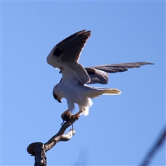 Elanus axillaris (Black-shouldered Kite) at Glen Innes, NSW - 22 May 2025 by jb2602