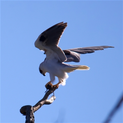 Elanus axillaris (Black-shouldered Kite) at Glen Innes, NSW - 22 May 2025 by jb2602