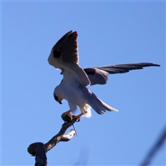 Elanus axillaris at Glen Innes, NSW - 22 May 2025 09:46 AM