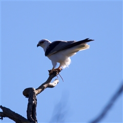 Elanus axillaris at Glen Innes, NSW - 22 May 2025 09:46 AM