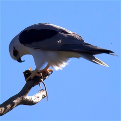 Elanus axillaris at Glen Innes, NSW - 22 May 2025 09:46 AM