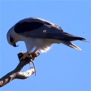Elanus axillaris at Glen Innes, NSW - 22 May 2025 09:46 AM