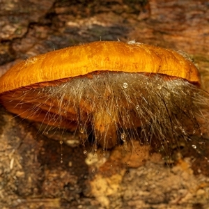 Unverified Cap on a stem; gills below cap [mushrooms or mushroom-like] at Broulee, NSW - 12 May 2025 by Gallpix