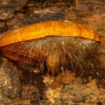 Unverified Cap on a stem; gills below cap [mushrooms or mushroom-like] at Broulee, NSW - 12 May 2025 by Gallpix