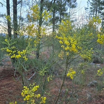 Acacia subulata (Awl-leaved Wattle) at Isaacs, ACT - 28 May 2025 by Mike