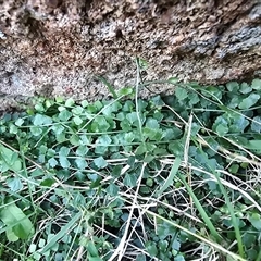 Asplenium flabellifolium (Necklace Fern) at Isaacs, ACT - 28 May 2025 by Mike