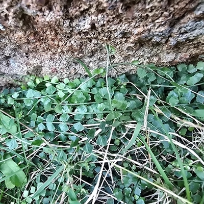 Asplenium flabellifolium (Necklace Fern) at Isaacs, ACT - 28 May 2025 by Mike