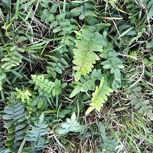 Pellaea calidirupium at Isaacs, ACT - Today by Mike
