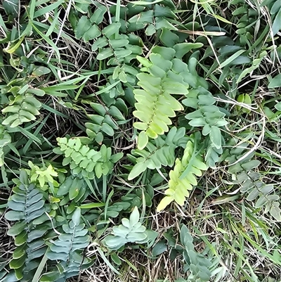 Pellaea calidirupium (Hot Rock Fern) at Isaacs, ACT - 28 May 2025 by Mike