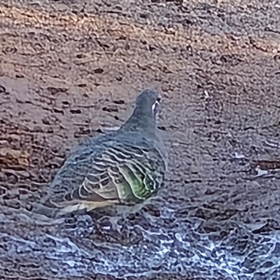 Phaps chalcoptera (Common Bronzewing) at Isaacs, ACT - 28 May 2025 by Mike