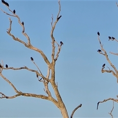 Sturnus vulgaris (Common Starling) at Isaacs, ACT - 28 May 2025 by Mike