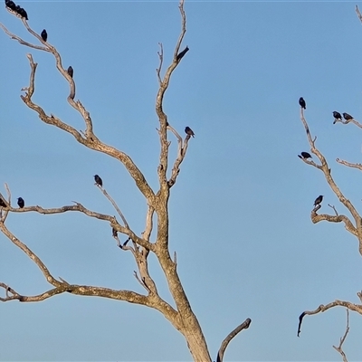 Sturnus vulgaris (Common Starling) at Isaacs, ACT - 28 May 2025 by Mike