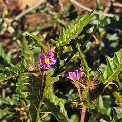 Solanum cinereum (Narrawa Burr) at Isaacs, ACT - 28 May 2025 by Mike