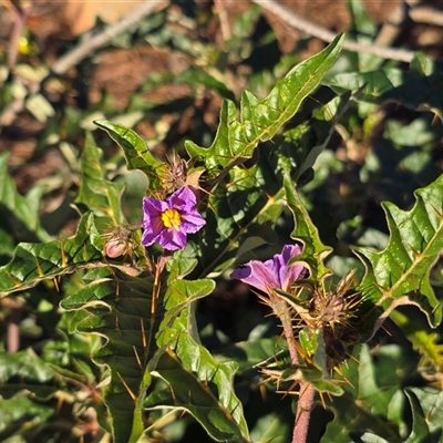 Solanum cinereum (Narrawa Burr) at Isaacs, ACT - 28 May 2025 by Mike