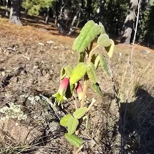Correa reflexa var. reflexa at Isaacs, ACT - Today by Mike