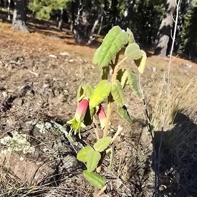 Correa reflexa var. reflexa (Common Correa, Native Fuchsia) at Isaacs, ACT - 28 May 2025 by Mike