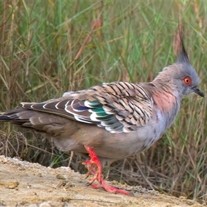 Ocyphaps lophotes at Currimundi, QLD - 20 May 2025 by jb2602