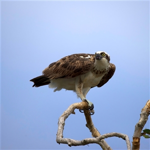 Pandion haliaetus (Osprey) at Currimundi, QLD - 20 May 2025 by jb2602