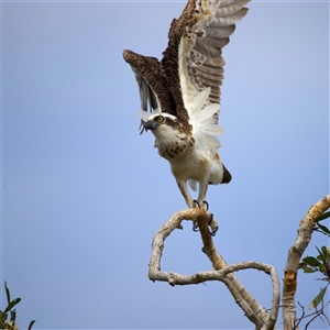 Pandion haliaetus at Currimundi, QLD - suppressed