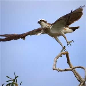 Pandion haliaetus at Currimundi, QLD - suppressed