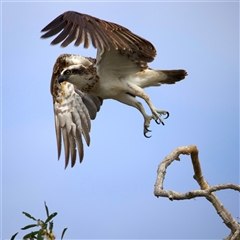 Pandion haliaetus at Currimundi, QLD - suppressed