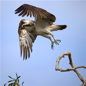 Pandion haliaetus at Currimundi, QLD - suppressed