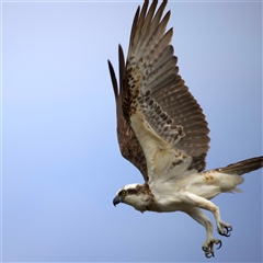 Pandion haliaetus at Currimundi, QLD - suppressed