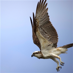 Pandion haliaetus at Currimundi, QLD - suppressed