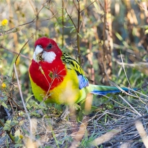 Platycercus eximius (Eastern Rosella) at Cook, ACT - Today by Rheardy