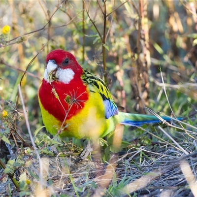 Platycercus eximius (Eastern Rosella) at Cook, ACT - 28 May 2025 by Rheardy