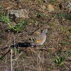 Phaps chalcoptera (Common Bronzewing) at Cook, ACT - 28 May 2025 by Rheardy