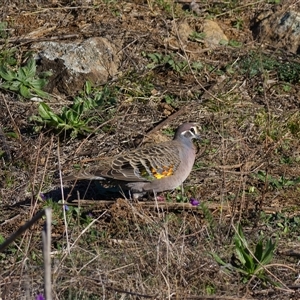Phaps chalcoptera (Common Bronzewing) at Cook, ACT - Today by Rheardy