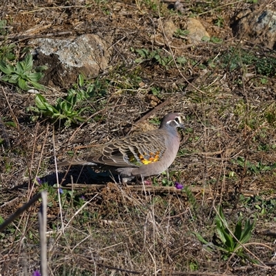 Phaps chalcoptera (Common Bronzewing) at Cook, ACT - 28 May 2025 by Rheardy