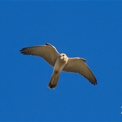 Falco cenchroides (Nankeen Kestrel) at Cook, ACT - 28 May 2025 by Rheardy