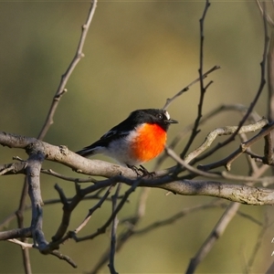 Petroica boodang (Scarlet Robin) at Cook, ACT - Today by Rheardy