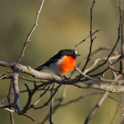 Petroica boodang (Scarlet Robin) at Cook, ACT - 28 May 2025 by Rheardy